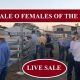 Go to SALE O SALE O SALE O