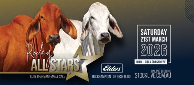 Rocky All Stars Elite Brahman Female Sale. (2026)