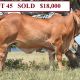 BRAHMAN FEMALES ALL STARS SALE
