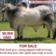 BULL FOR SALE