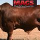 MAGS  Monty Atkinson Genetic Sale