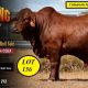 Go to Billabong Droughtmasters National Bull Sale 2026