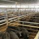 Big online day for livestock at CTLX