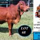 Go to Riuna Red Brahmans Stud