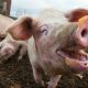 Go to African Swine Fever outbreak China