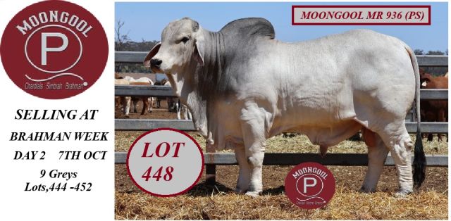Moongool Brahman Week Bulls 2025