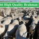Go to SELLING 266 High Quality Brahman Heifers