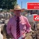 Ponderosa Brahman Bull Sale (RESULTS )