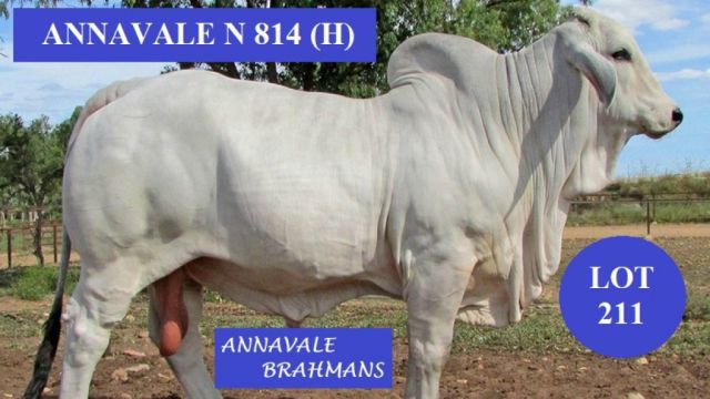 ANNAVALE BRAHMANS (B.C) SALE