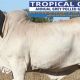 Go to Tropical Cattle Online Sale