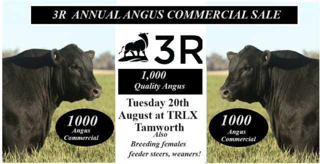3R Angus Commercial Sale 2024