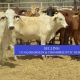 Go to 513 GQ BRAHMAN & CROSSBRED PTIC HEIFERS