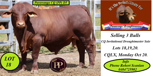 Parawanga Droughtmaster Stud (CQ SALE )