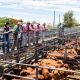 Go to SALE 0 SALE 0 SALE O CENTRAL REDS DROUGHTMASTERS SALE