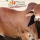 Spann Droughtmasters CQ Sale Bulls