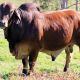 Go to Bizzy Brahman Invitational Bull & Female Sale