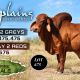 Gipsy Plains Brahmans Brahman Week 2026