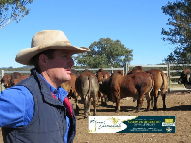 Bizzy Jomanda Bull and Female Sale