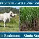 Go to JOB POSITION CATTLE AND CANE FARM HAND