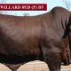 Go to MINLACOWIE AND WINGFIELD ROMA BULLS (2019)