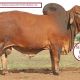 Go to Somerview Red Brahman Stud