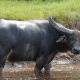 Go to Indonesian Riverine Buffalo