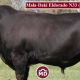 Go to Mala-Daki Simmentals FEB All Breeds Sale