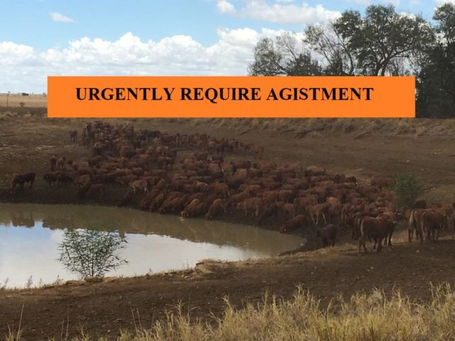 URGENTLY REQUIRE AGISTMENT