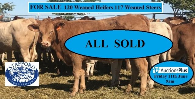 For Sale  120 Weaned Heifers & 117 Weaned Steers