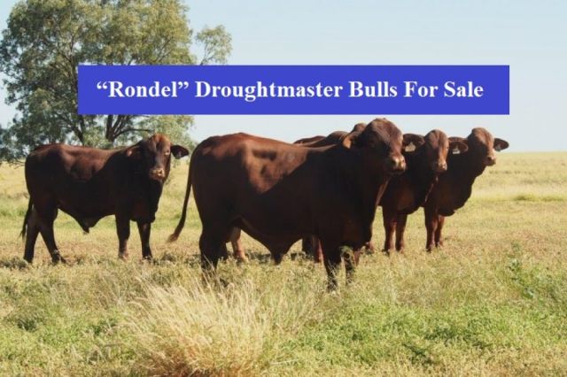 Rondel  Droughtmaster Bulls (For Sale)