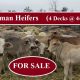176 Brahman Heifers ( FOR SALE )