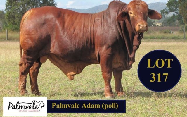 Palmvale selling for the first time