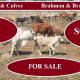 Go to 70 Cows & Calves (For Sale )