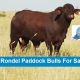 Go to Rondel Paddock Bulls (FOR SALE)