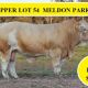 Go to AG-GROW  Bull Sale RESULTS