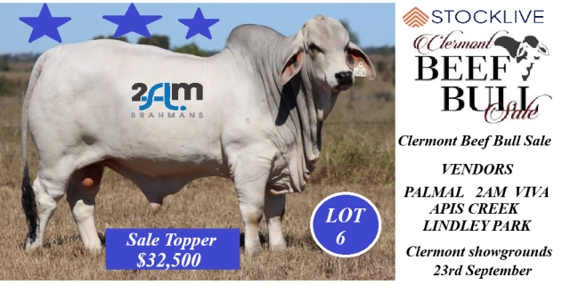 10th annual Clermont Beef Bull Sale.