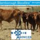 120 VGQ “Bernborough Bloodline” Droughtmaster   (Cows & Calves )