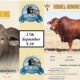 Rondel’s Droughtmaster National Bull Sale 2024