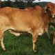 JANDEE/WANDARRI BRAHMAN HEIFERS