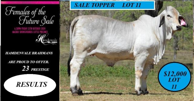 Females Of The Future Sale. (2024)