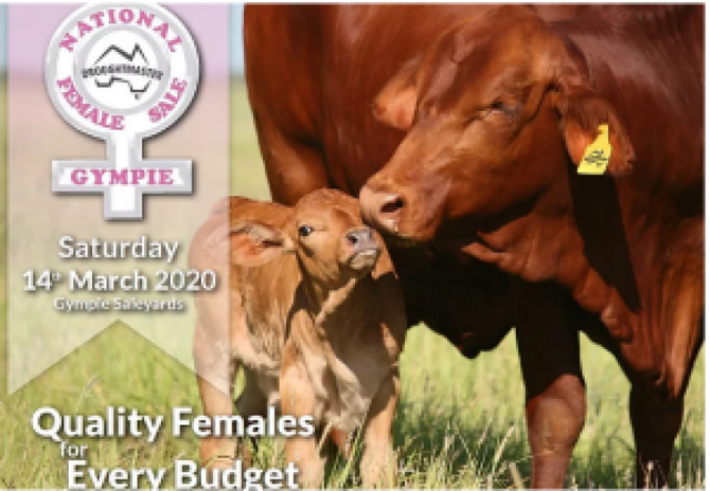 Gympie National Female Sale Droughtmaster