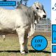 Hamdenvale Brahmans for Rocky 2025