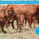 144 VGQ PTIC DROUGHTMASTER YOUNG COWS