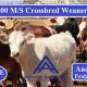 Go to 800 M/S Crossbred Weaners