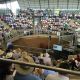 Go to Day 1 National Droughtmaster SALE O SALE O