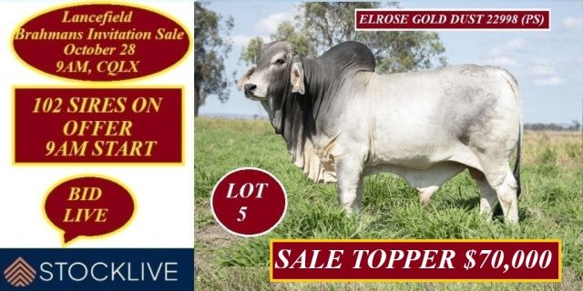 Lancefield Brahmans Invitation Sale 2024