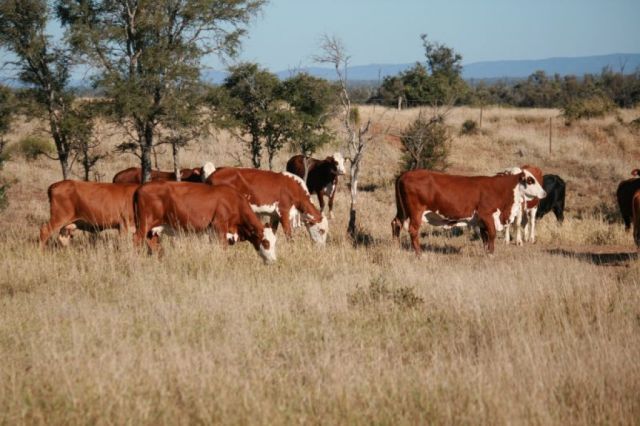FOR SALE 65 EU PTIC COWS