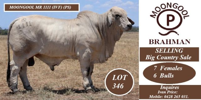 MOONGOOL BRAHMAN SALE BULLS 2026