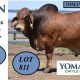 Yoman Brahman Selling RBWS 2025