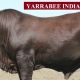 Go to Yarrabee Santa Sale RESULTS (2020)